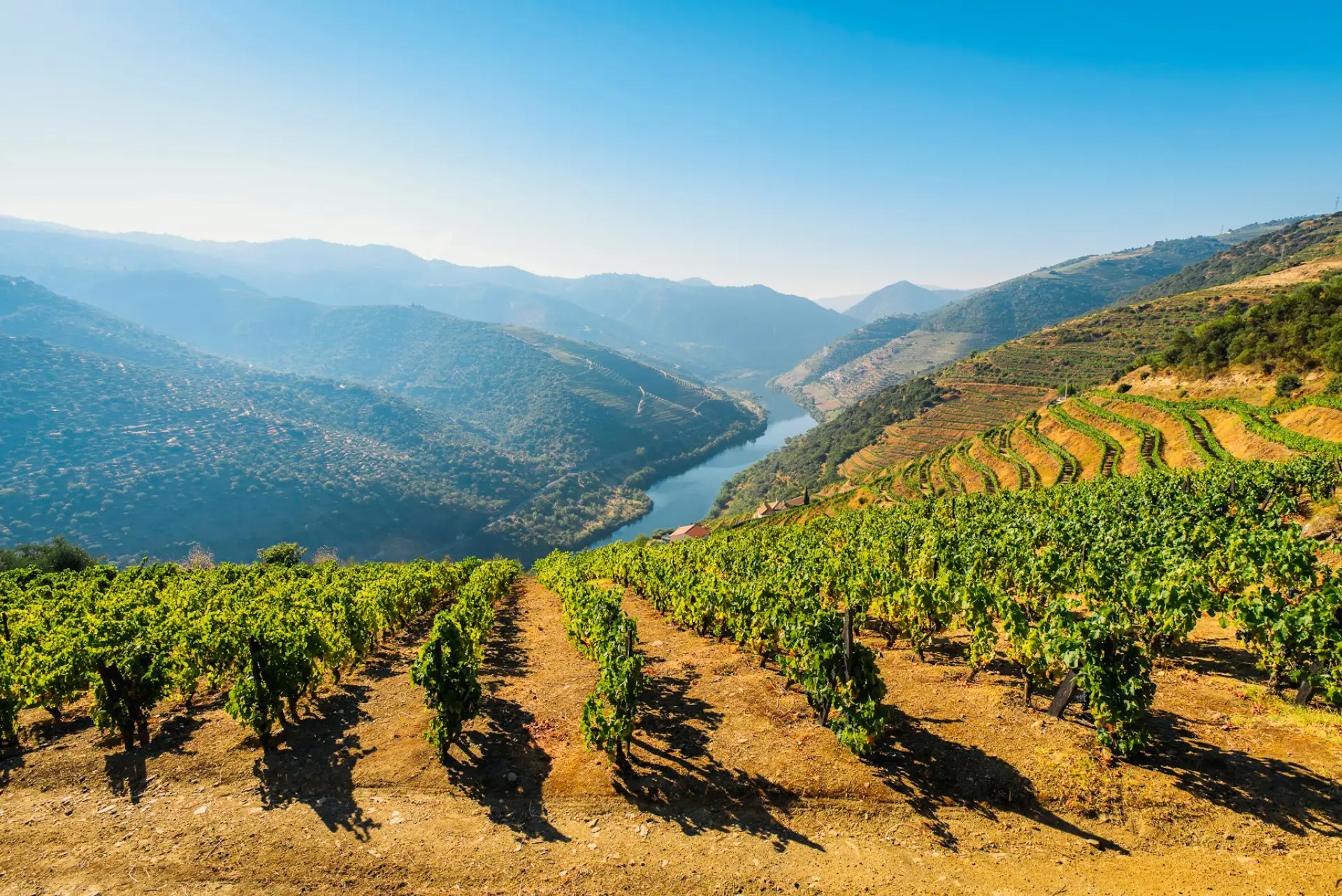 Les vignes surplombant la rivière de la vallée du Douro au Portugal